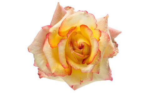 浪漫 婚礼 美女 情人 自然 玫瑰 花瓣 庆祝 花的 特写镜头