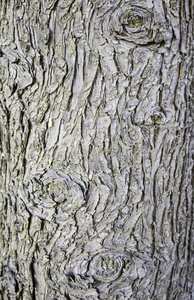 林业 公司 木材 特写镜头 自然 古老的 树皮 松木 保护