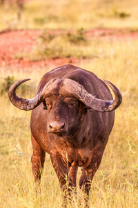 非洲角水牛图片