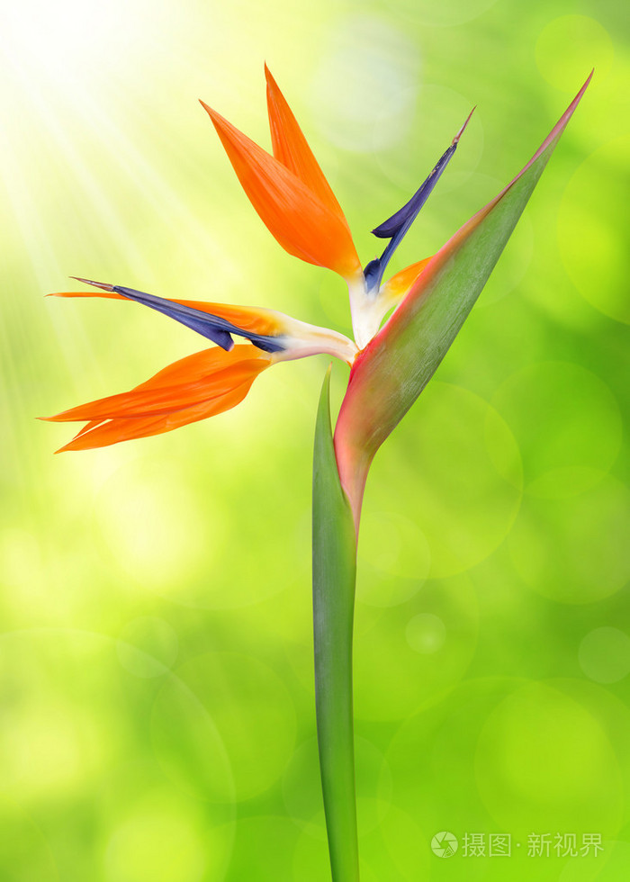 鹤望兰天堂鸟花