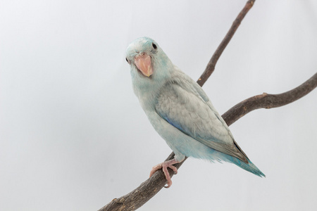 淡蓝色的鹦鹉图片