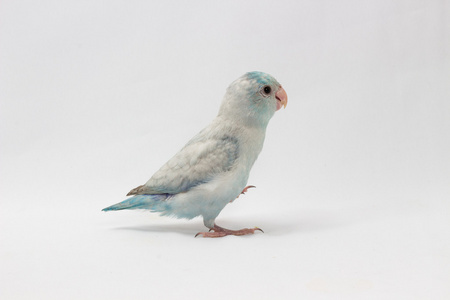 淡蓝色的鹦鹉图片