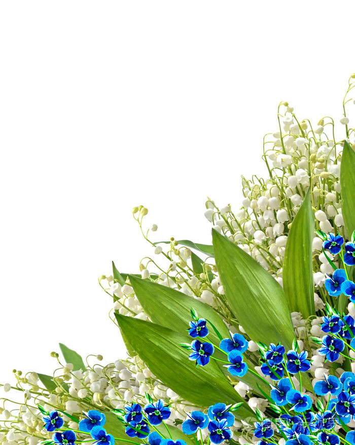 颜色的花朵不容忽视孤立在白色背景上