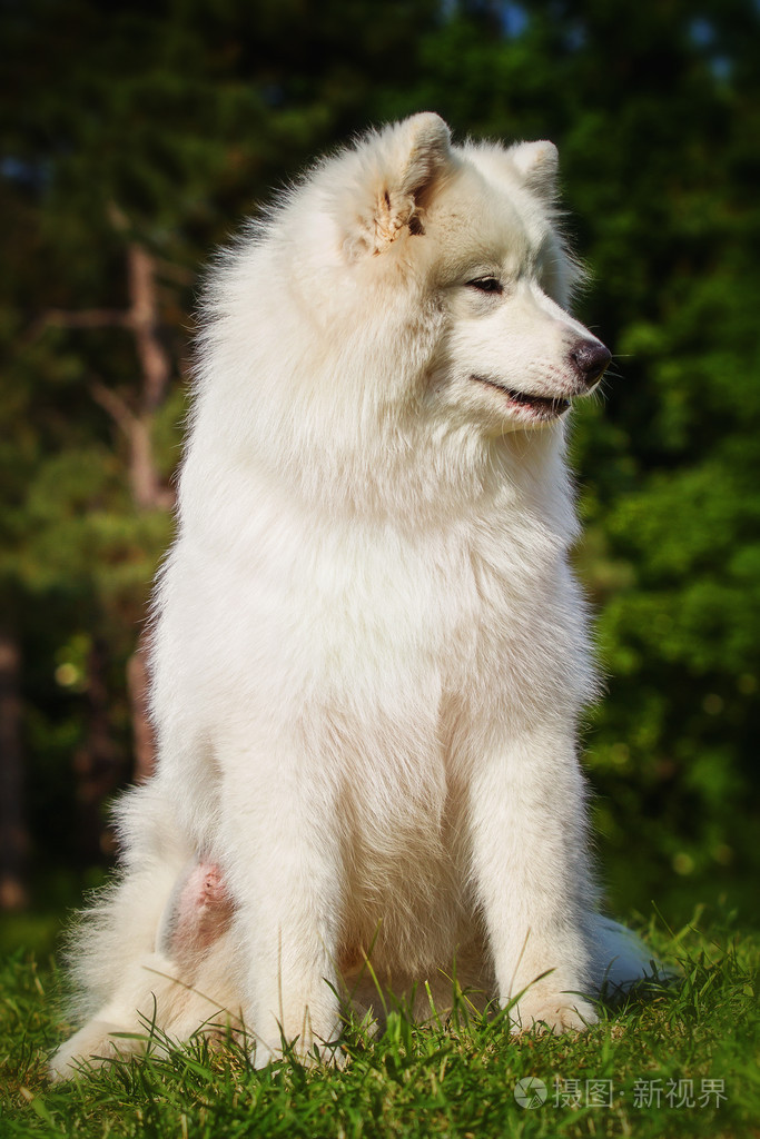 雪橇犬.狗躺在草坪上