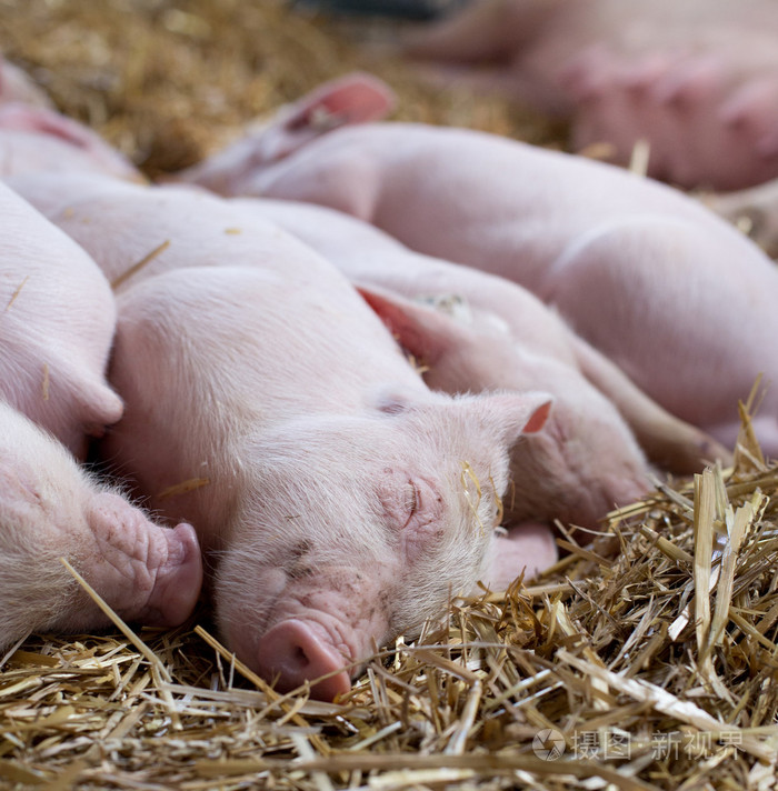 仔猪在稻草上睡觉