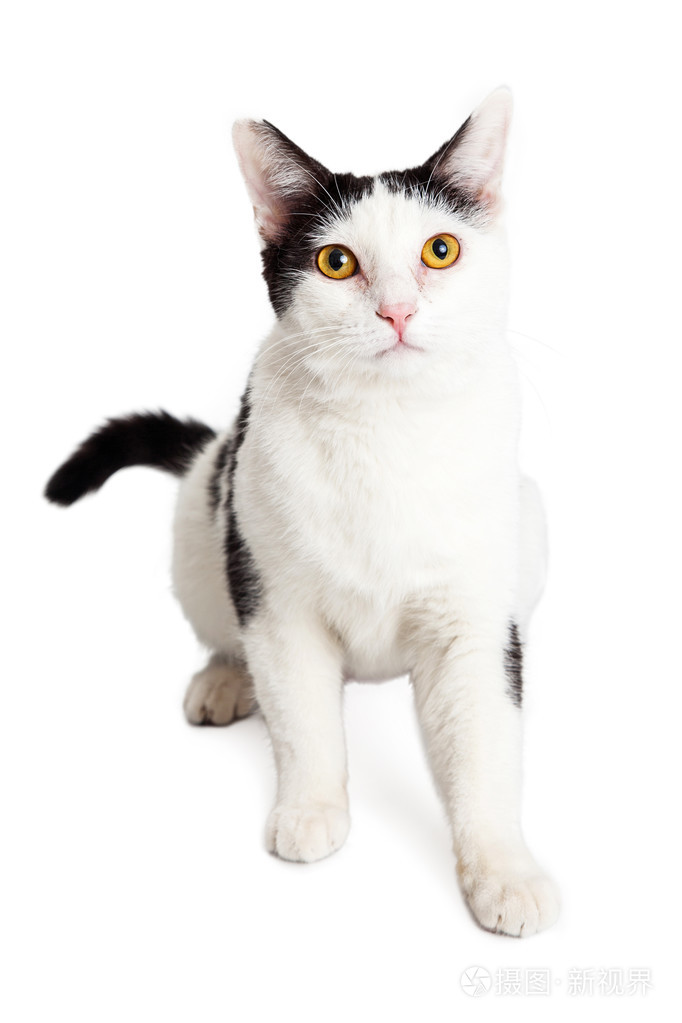 有黑色斑点的白色猫