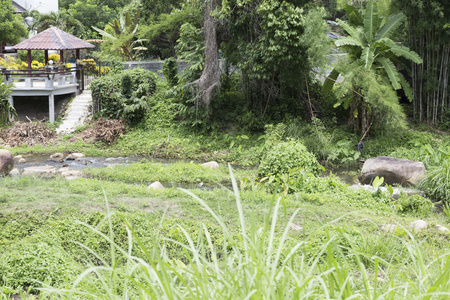 在热带森林的小溪边的亭子图片