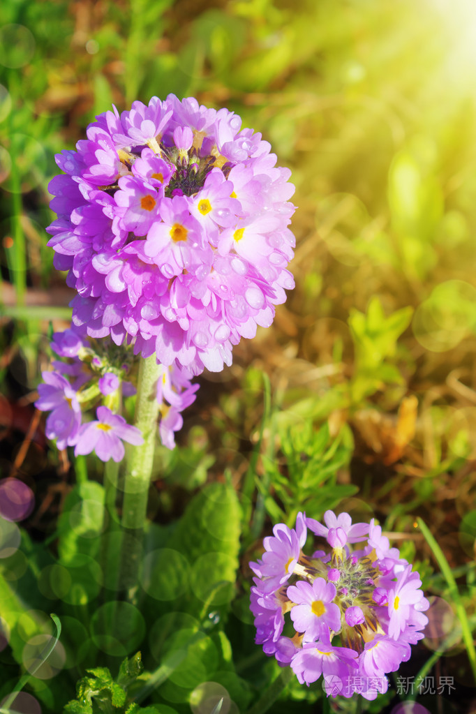 在绿色的花园紫樱草