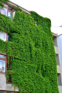 城市住宅与绿色的墙图片