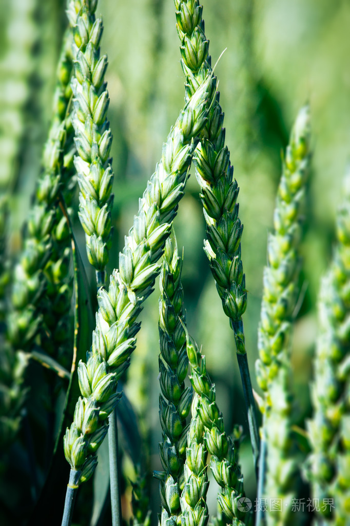 在该字段中的绿色小麦