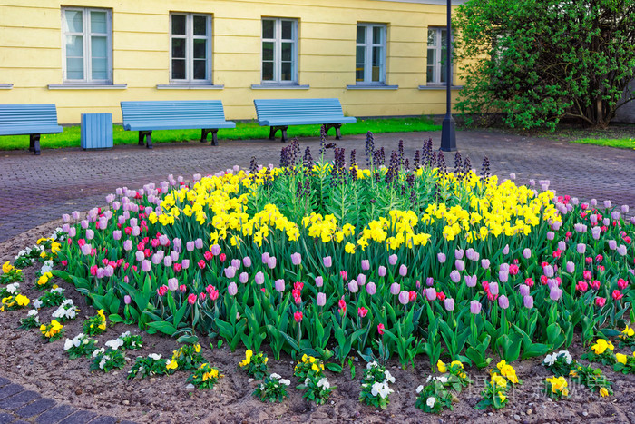 温泉老城花坛里的郁金香