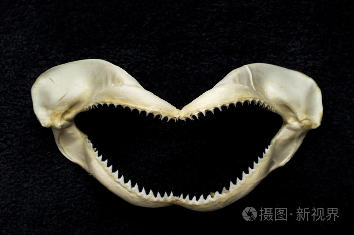 可怕的鲨鱼牙齿
