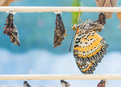 图像的蝴蝶蛹挂在木棍照片