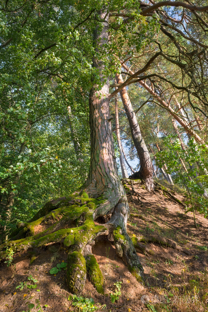 山坡上的老松树林的根系