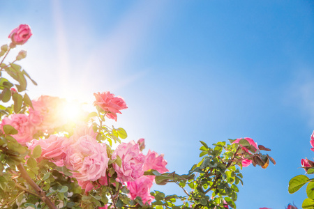 天空中的玫瑰花园.照片