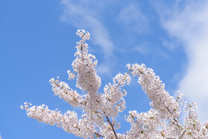 春天樱花与蓝天