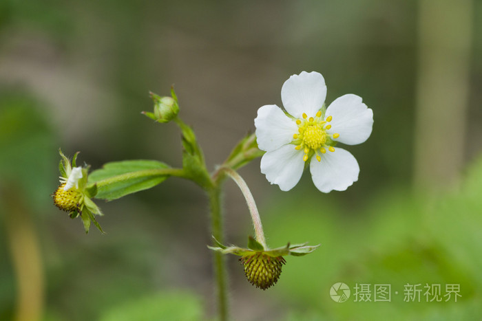 野草莓草莓的花