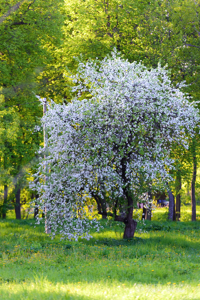 苹果的树花照片-正版商用图片1o6858-摄图新视界