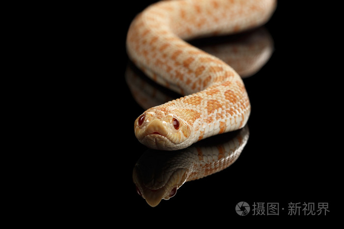 特写粉红色白化西部猪鼻蛇 鱼nasicus 分离黑照片 正版商用图片1o6i2p 摄图新视界 特写粉红色白化西部猪鼻蛇 鱼nasicus 分离黑照片 正版商用图片1o6i2p 摄图新视界
