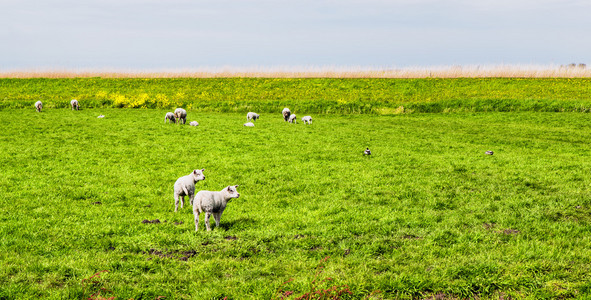 羊和羊肉绿色草地上图片