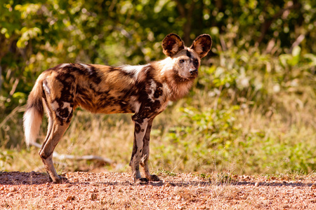 濒危野生的非洲野狗图片
