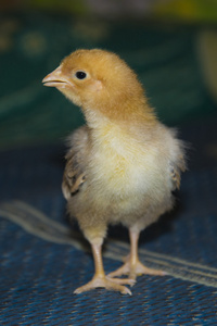 短绒毛小,具短绒毛的小鸡走照片