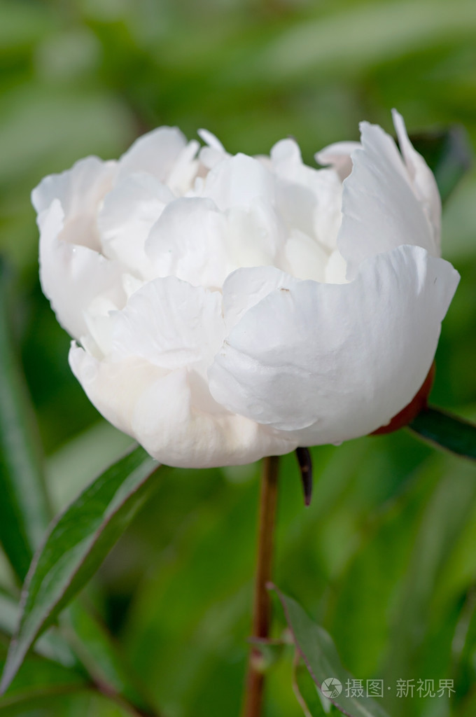 装饰白色牡丹花近距离背景