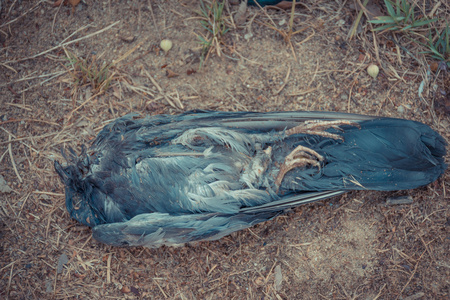 死了地面鸟 (鸽子) 死了照片