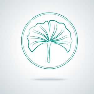 银杏叶植物照片