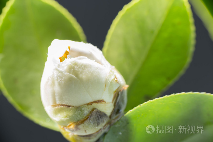 之前金花茶花朵绽放的花蕾