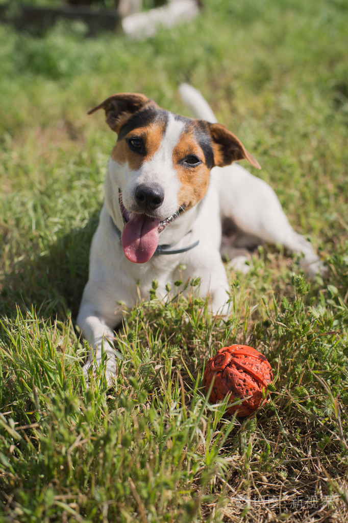狗玩球在草地上