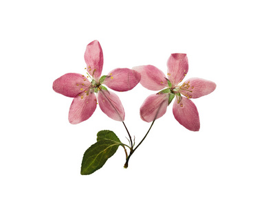 淡干海参按下和干燥花淡粉红色的苹果照片