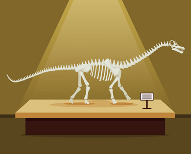 雷龙骨骼骨架在博物馆展览.矢量平面卡通插画.恐龙博物馆照片
