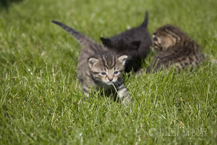 在绿色草地上的小小猫肖像