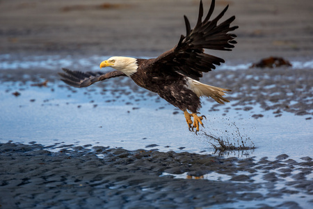 老鹰展翅打开翅膀捕鱼照片