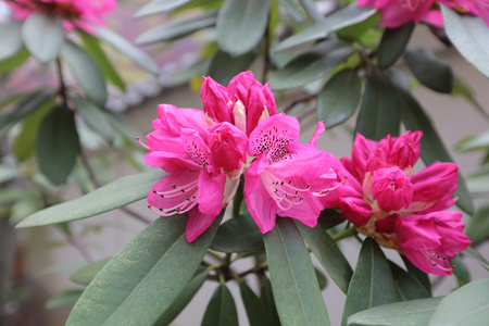 盛开的杜鹃花花园树枝上的白色和黄色杜鹃花花在春天开花杜鹃盆景树