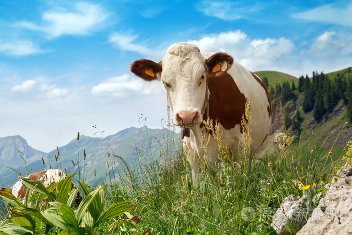 牛在绿色茂盛的草原上