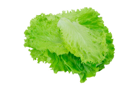 在一张白纸片生菜叶子照片