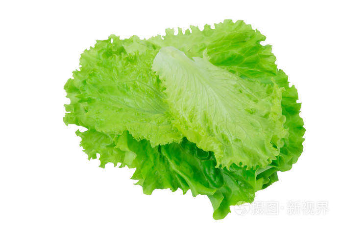 在一张白纸片生菜叶子