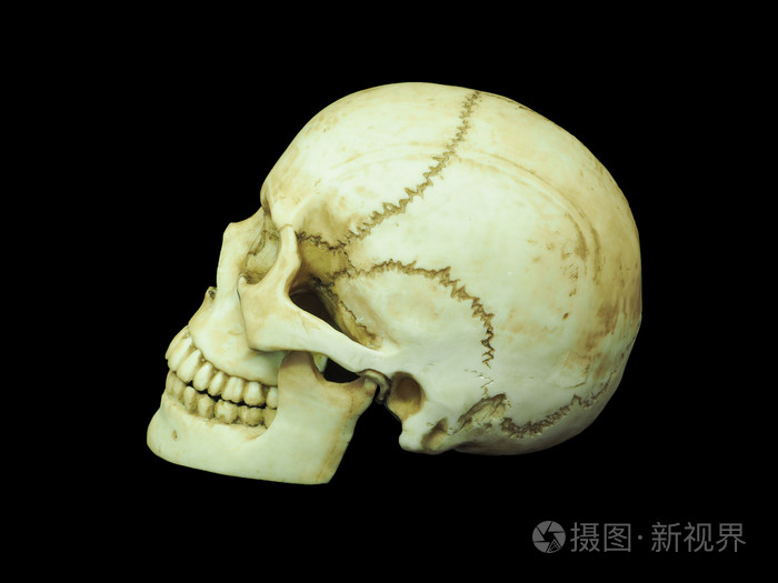 孤立的黑色背景上的人类头骨的侧面图