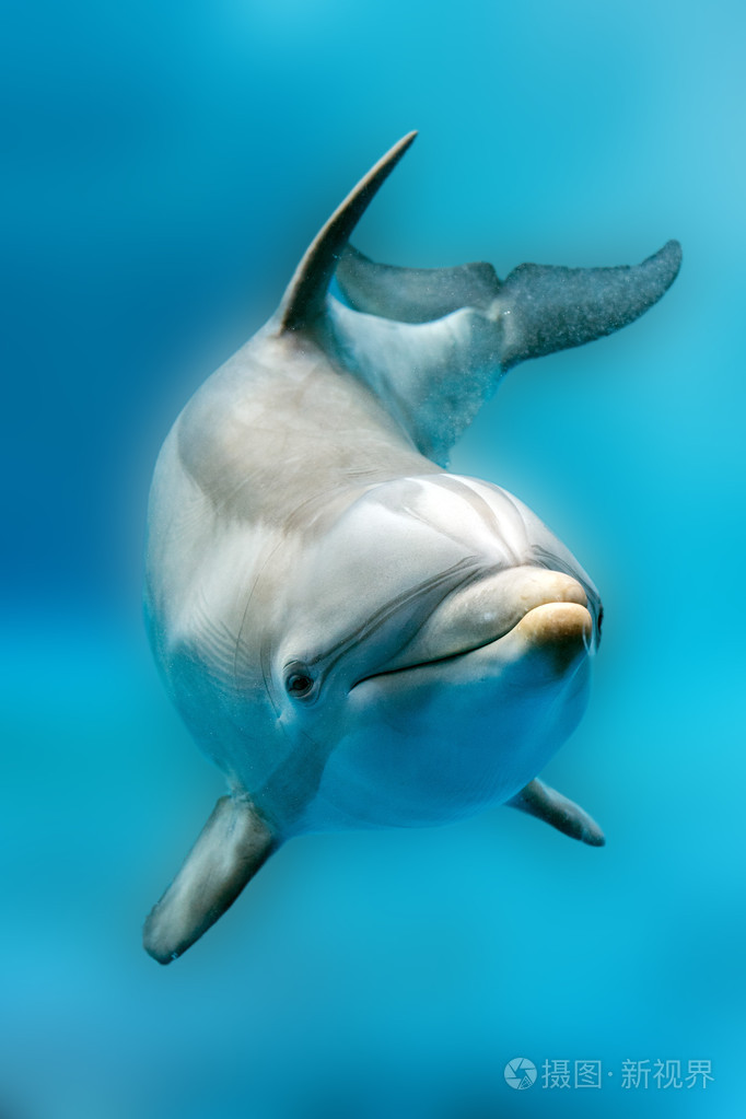 海豚的微笑眼睛闭上肖像细节