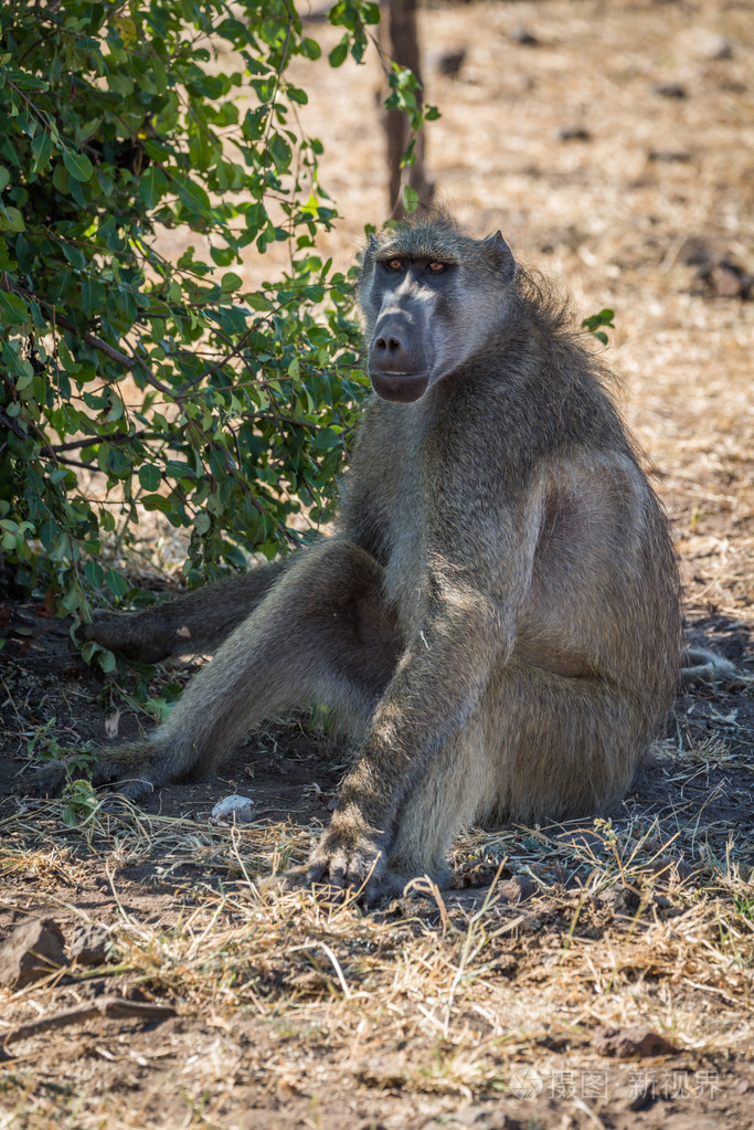 南非狒狒坐在地上的布什