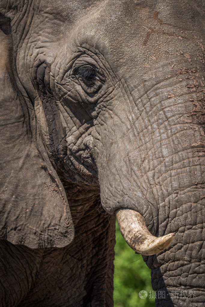 在明亮的阳光下的大象的头部的特写镜头