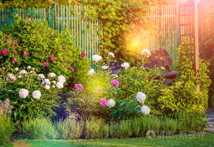 花园里开满阳光明媚