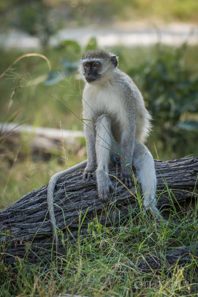 坐在日志盯着左边的黑长尾猴
