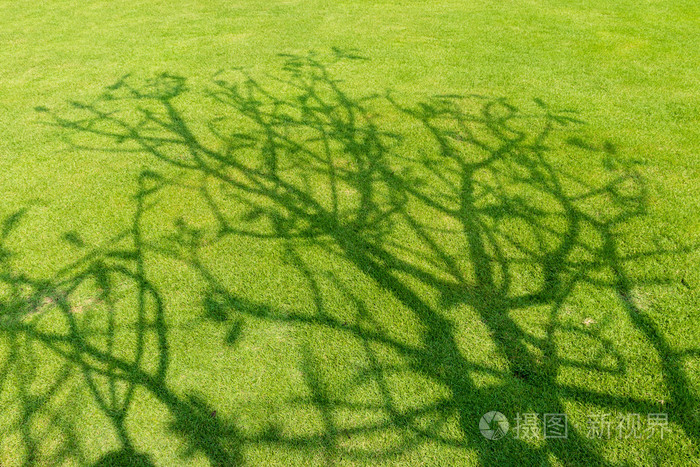 短在春天的绿色草地上树影子