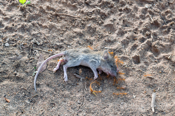 一只死老鼠的尸体躺在地上