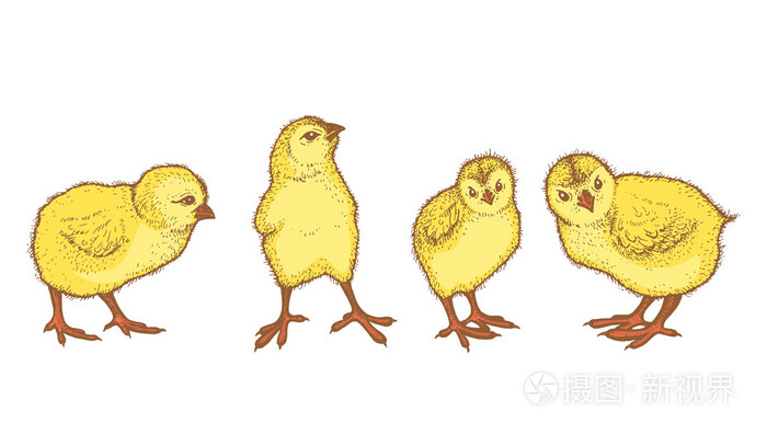 手绘4只复活节小鸡的彩色素描矢量林