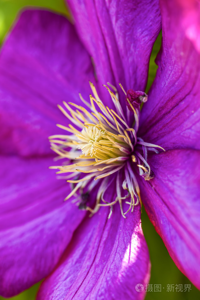 耐莉moser铁线莲的雄蕊