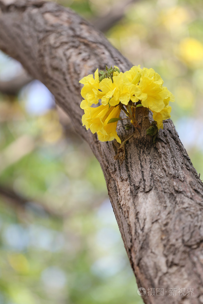tabebuia赤花或黄tabebuia花盛开在t上